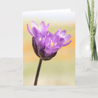 Blue Dick Wildblomma Kort