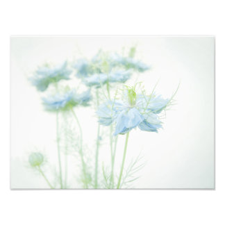 Blue Dimma Large Fototryck