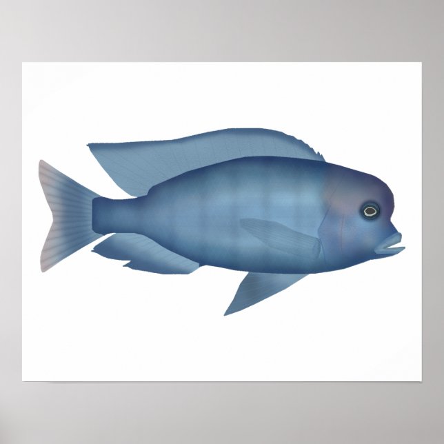 Blue Dolphin Cichlid Poster (Framsidan)