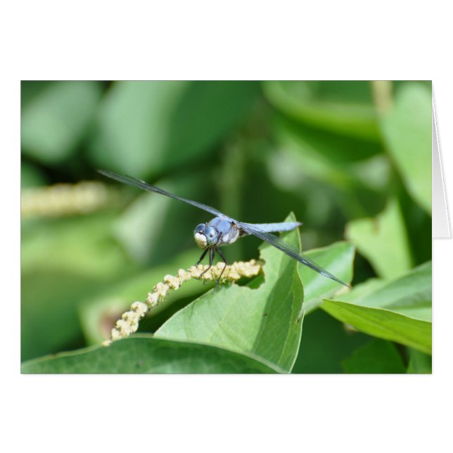 Blue Dragonfly Hälsningskort (Framsidan Horizontal)