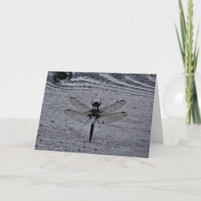 Blue Dragonfly Kort (Framsida)