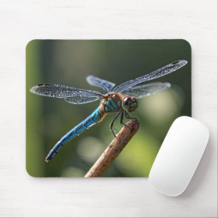 Blue Dragonfly Musmatta