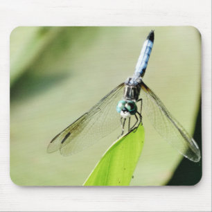 Blue Dragonfly på grönten löv Musmatta