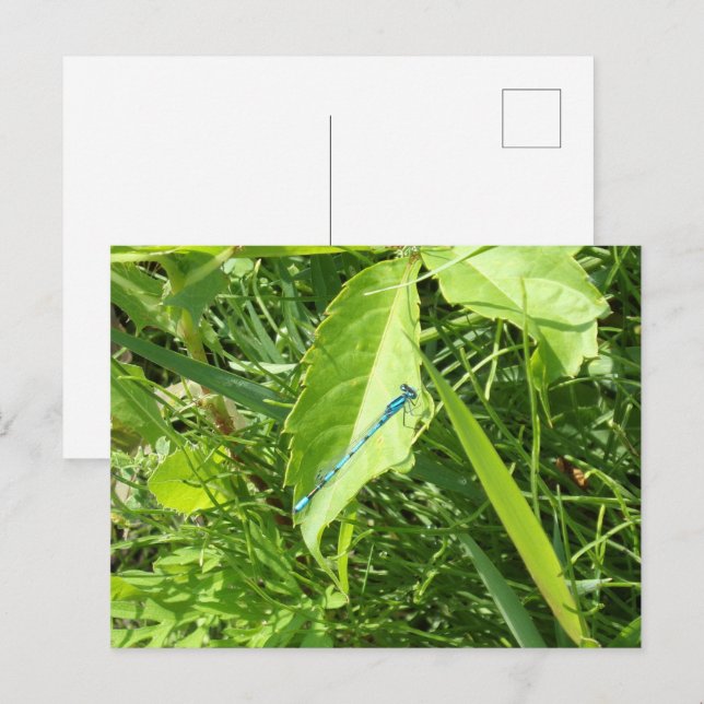 Blue Dragonfly Postcard Vykort (Fram/baksida)