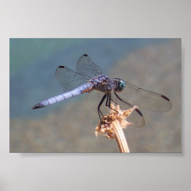 Blue Dragonfly Poster (Framsidan)