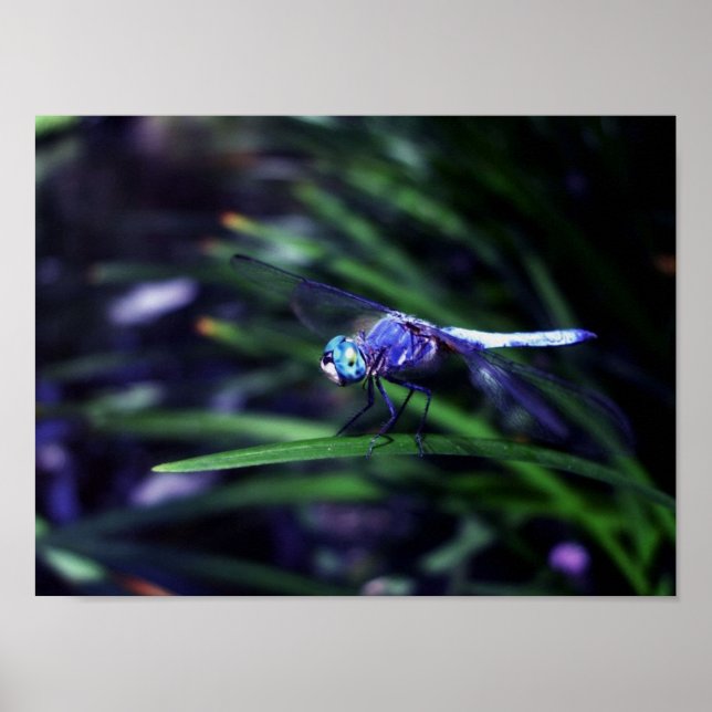 Blue Dragonfly Poster (Framsidan)