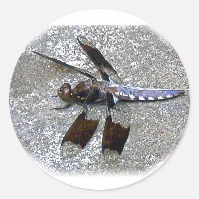 Blue Dragonfly Runt Klistermärke (Framsida)