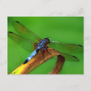 Blue Dragonfly Vykort