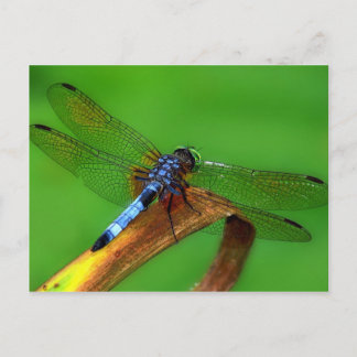 Blue Dragonfly Vykort