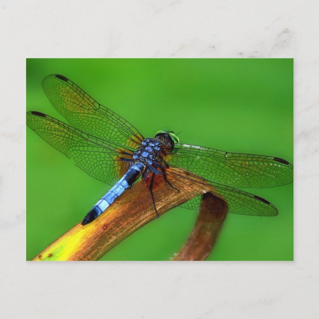 Blue Dragonfly Vykort (Framsida)