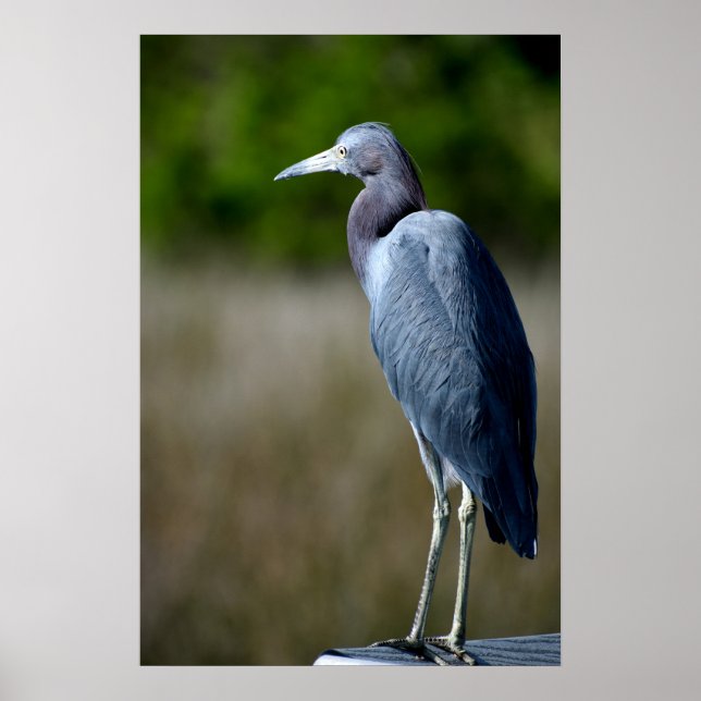 Blue Egret Poster (Framsidan)