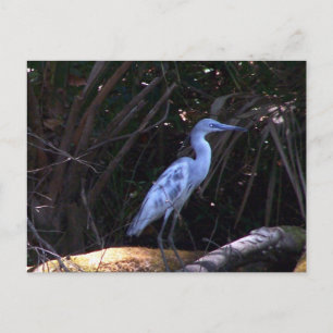 Blue Egret Vykort