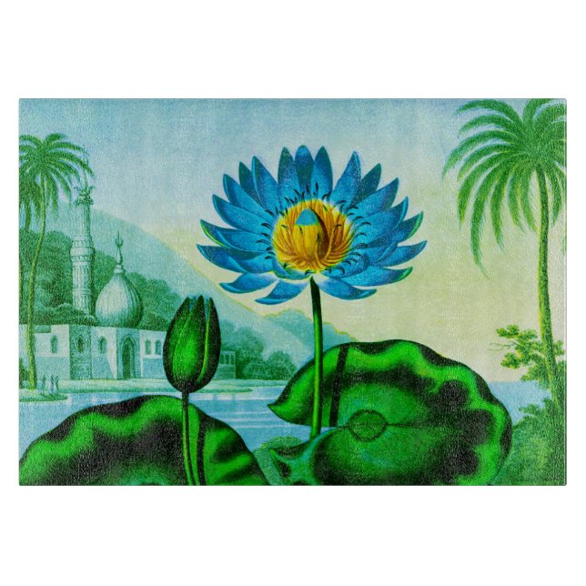 Blue Egyptian Vatten Lily / Lotus Illustration (Framsidan)