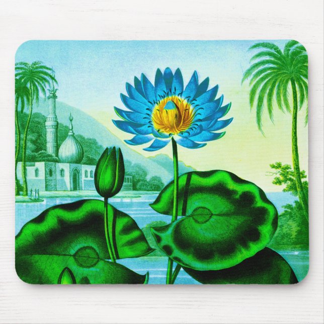 Blue Egyptian Vatten Lily / Lotus Illustration Musmatta (Framsidan)