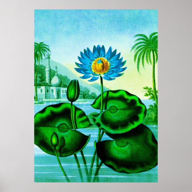 Blue Egyptian Vatten Lily / Lotus Illustration Poster (Framsidan)