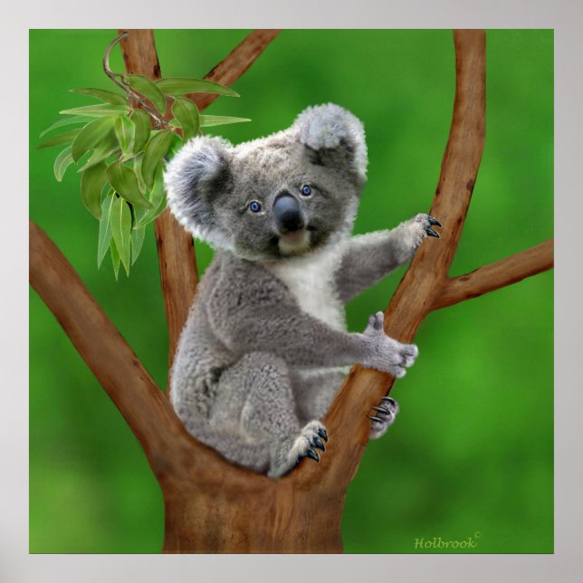 Blue-Eyed Baby Koala Bear Poster (Framsidan)