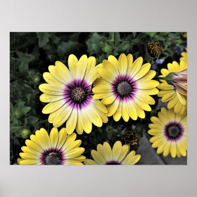 Blue Eyed Beauty African Daisy Osteospermum Poster (Framsidan)