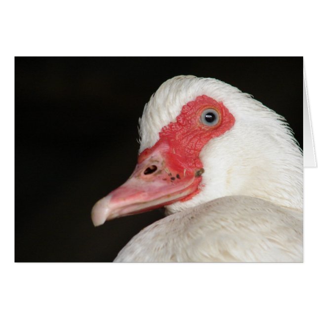 Blue-Eyed Beauty Muscovy Anka Hälsningskort (Framsidan Horizontal)
