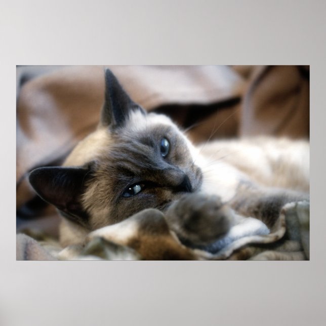 Blue Eyed Beauty Poster (Framsidan)