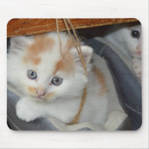 Blue Eyed, Brown and White lapped Kitten in boot Musmatta