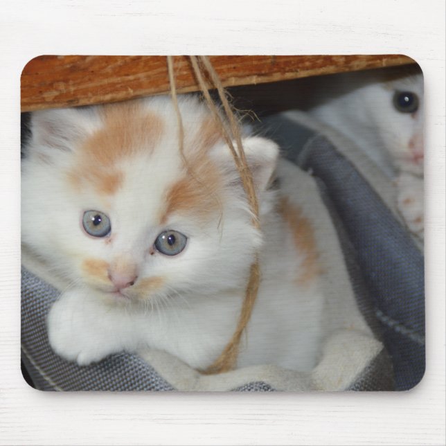 Blue Eyed, Brown and White lapped Kitten in boot Musmatta (Framsidan)