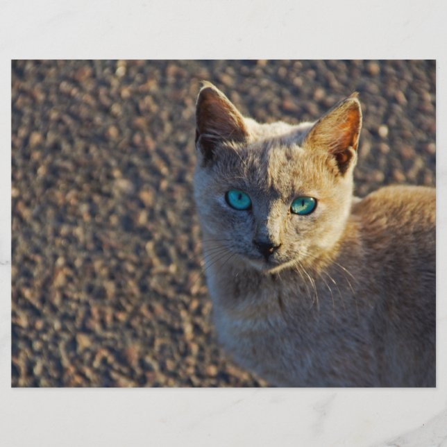 Blue Eyed cat (Framsida)
