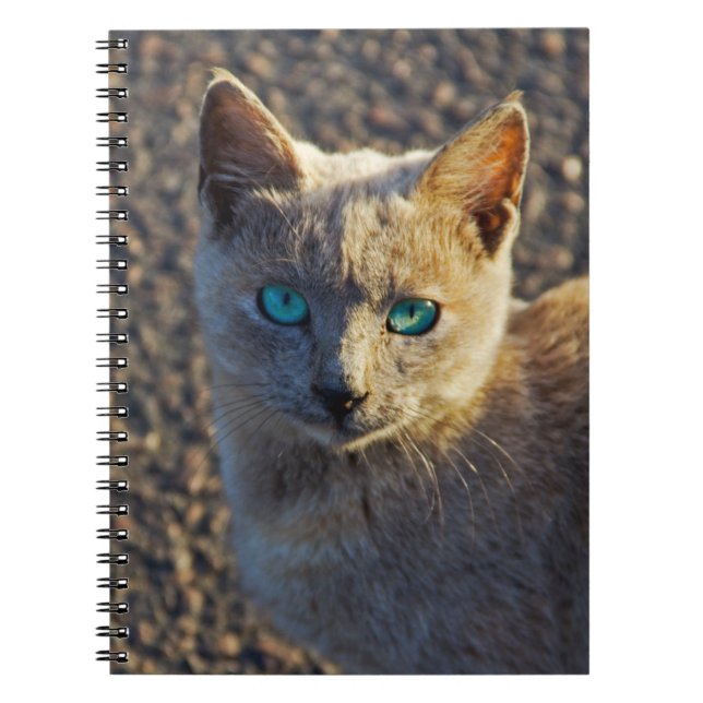 Blue Eyed cat Anteckningsbok Med Spiral (Framsidan)