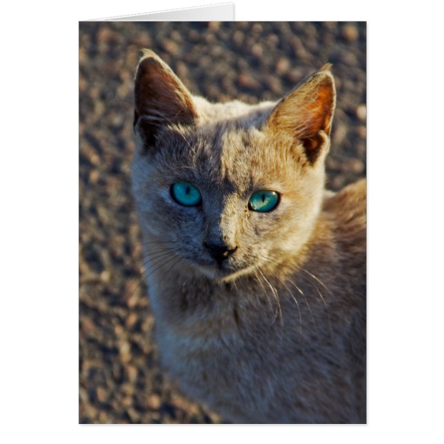 Blue Eyed cat Hälsningskort (Framsidan)