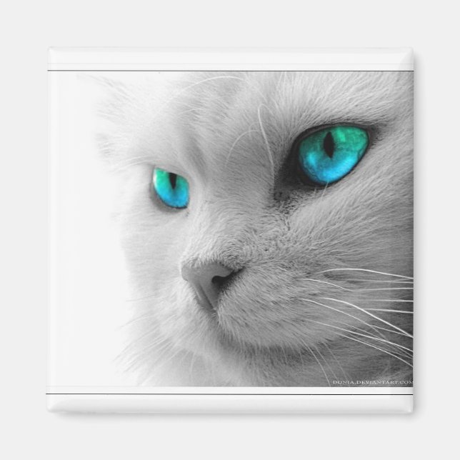Blue Eyed Cat Magnet (Framsidan)