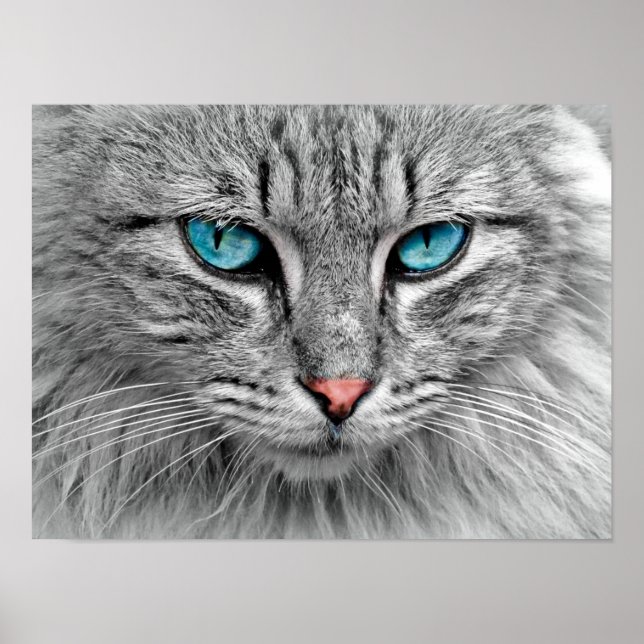 Blue Eyed Cat Poster (Framsidan)
