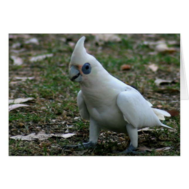 Blue Eyed Cockatoo Hälsningskort (Framsidan Horizontal)