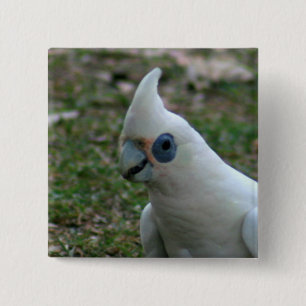 Blue Eyed Cockatoo Knapp