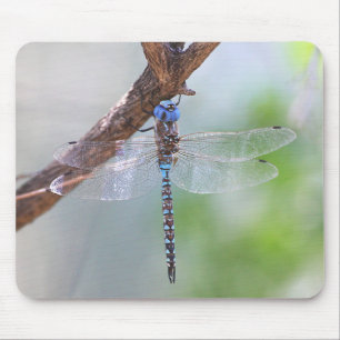Blue - Eyed Darner Dragonfly Musmatta