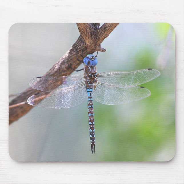 Blue - Eyed Darner Dragonfly Musmatta (Framsidan)