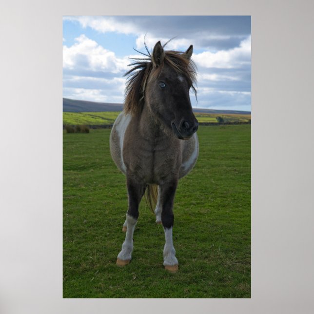 Blue Eyed Dartmoor Pony Poster (Framsidan)