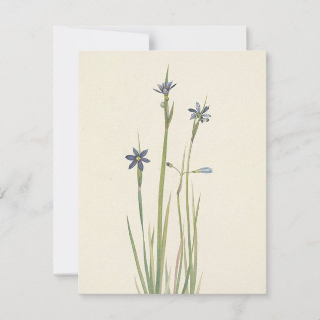 Blue-Eyed Grass by Mary Vaux Walcott Anteckningskort (Framsida)