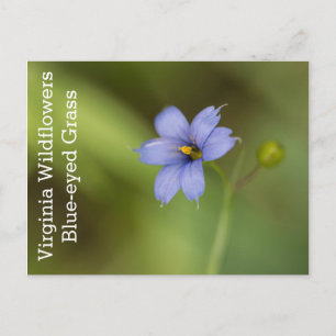 Blue Eyed Grass Virginia Wildblomvykort Vykort