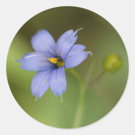 Blue Eyed Grass Wildblomma Blommigt Round Stickers Runt Klistermärke