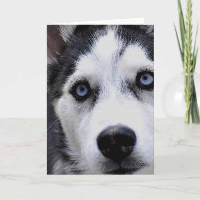 Blue Eyed Husky Greeting Cards Kort (Framsida)