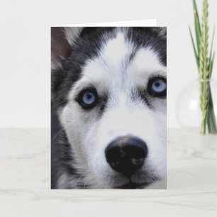 Blue Eyed Husky Greeting Cards Kort