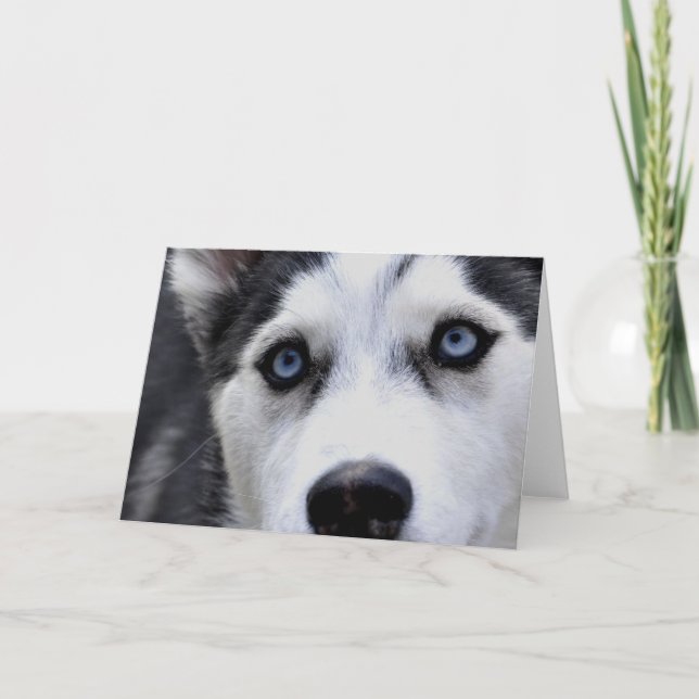 Blue Eyed Husky Greeting Cards Kort (Framsida)