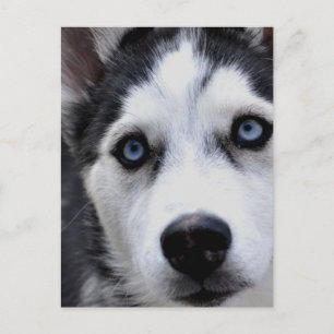 Blue Eyed Husky Postcard Vykort
