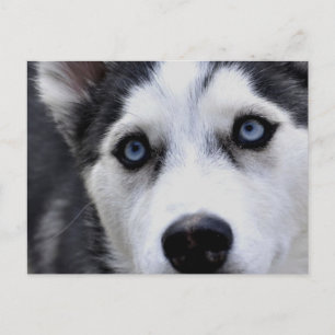 Blue Eyed Husky Postcard Vykort