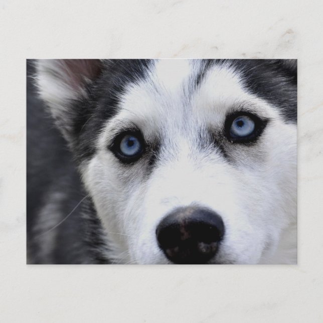 Blue Eyed Husky Postcard Vykort (Framsida)