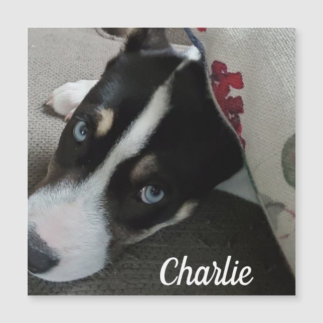 Blue Eyed Husky Puppy eller Add your own Hund Phot (Framsida)