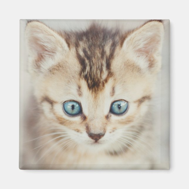Blue Eyed Kattunge Magnet (Framsidan)