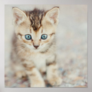 Blue Eyed Kattunge Poster