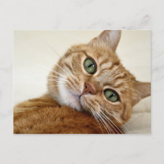 Blue Eyed Kattunge Vykort