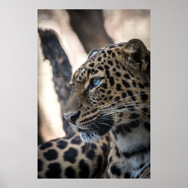 Blue Eyed Leopard Poster (Framsidan)