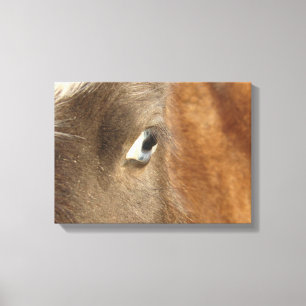 Blue Eyed Mini Filly Canvastryck